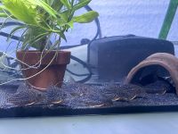 Corydoras Sterbai 4€ Baden-Württemberg - Esslingen Vorschau