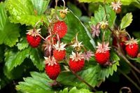 10 Walderdbeeren Pflanzen Sachsen-Anhalt - Magdeburg Vorschau