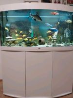 Aquarium Vision von Juwel komplett 260 Liter Niedersachsen - Cloppenburg Vorschau