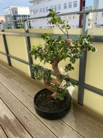 alter Bonsai in Pflanzschale Brandenburg - Ludwigsfelde Vorschau