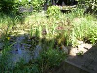 Teichpflanzen, Wasserpflanzen, Schwimpflanzen Nordrhein-Westfalen - Hilden Vorschau