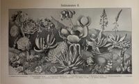 Vintage Poster Druck Pflanzen Sukkulenten Botanik Biologie Berlin - Charlottenburg Vorschau