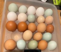 Frische Eier aus Hobbyhaltung Nordrhein-Westfalen - Jüchen Vorschau