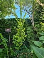 Goldulmen Ulmus Wredei versch.Grössen Baum Nordrhein-Westfalen - Minden Vorschau