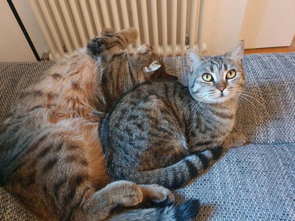 2 Katzen europäisch Kurzhaar an liebe Leute in Centrum