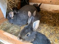 Junge Lohkaninchen zu verkaufen Sachsen - Wilkau-Haßlau Vorschau