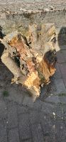 Gartendeko Wurzel Baumstumpf Niedersachsen - Neu Wulmstorf Vorschau