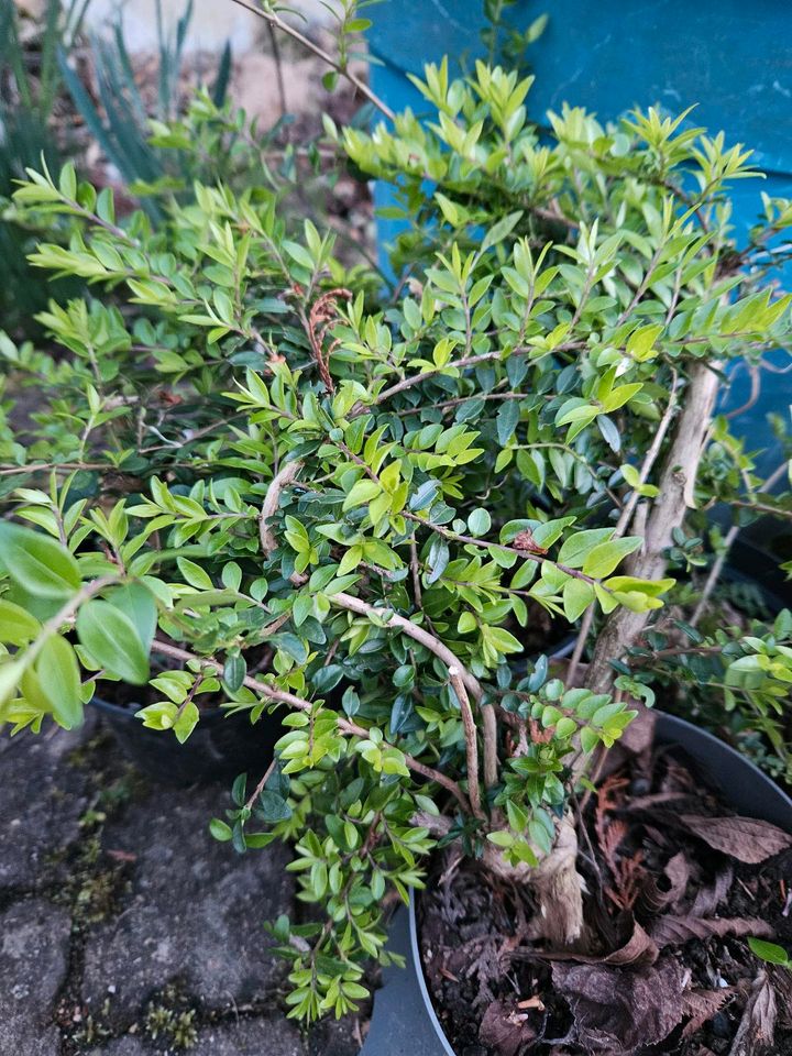 Lonicera Heckenpflanze im Topf in Besigheim