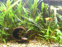 Cryptocoryne, Wasserpflanzen  für Aquarium - zu verschenken Hessen - Kassel Vorschau