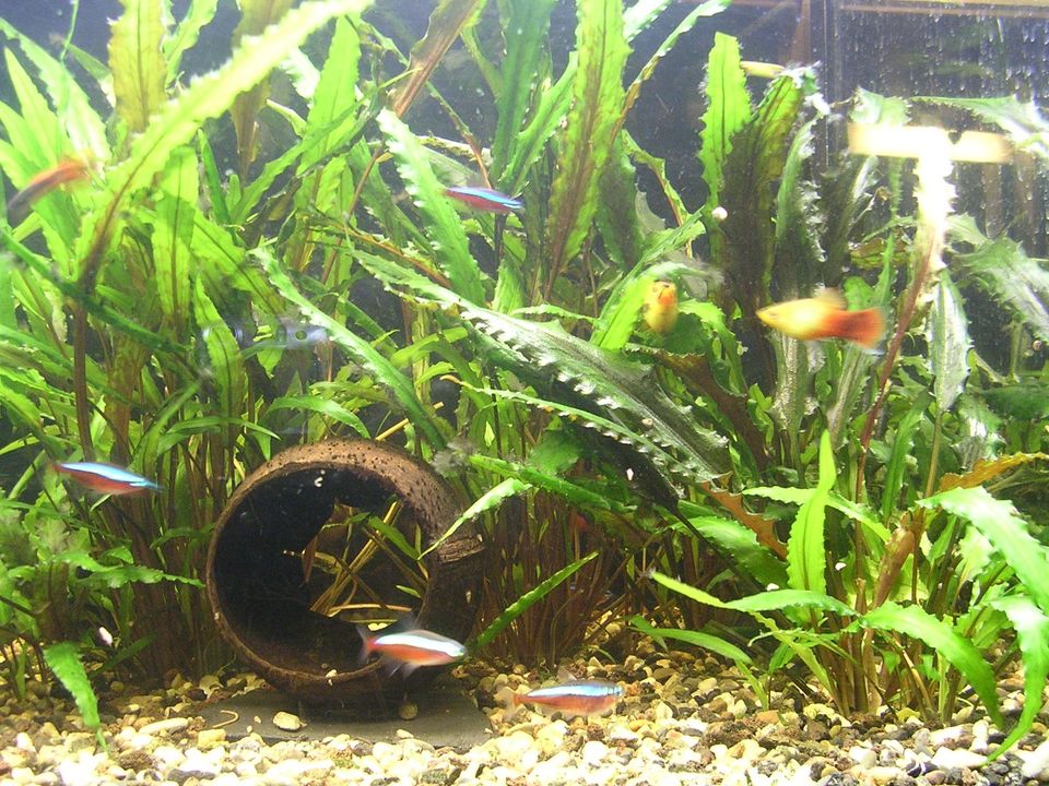 Cryptocoryne, Wasserpflanzen  für Aquarium - zu verschenken in Kassel