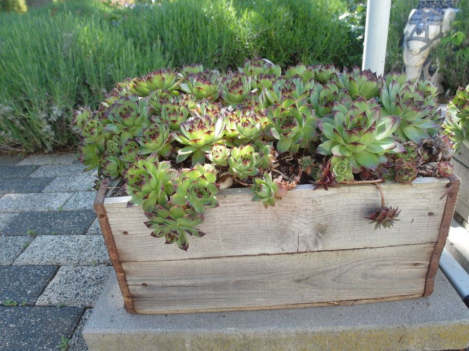 Steinrosen - Deko- Kiste mit Pflanzen für den Garten-grün in Gera