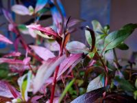 Persicaria Sao Paulo Wasserknöterich Wasserpflanze Niedersachsen - Delmenhorst Vorschau