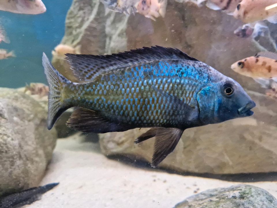 Malawi Buntbarsche in Laatzen