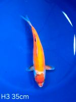 Koi D-Goshiki 35cm H3-92 Nordrhein-Westfalen - Wadersloh Vorschau