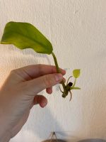 Philodendron Malay Gold Bayern - Augsburg Vorschau