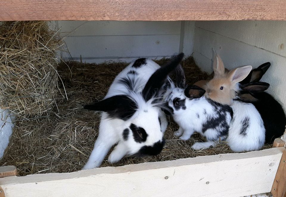 Bio Hase Kaninchen große Rasse Junge Stallhasen in Leisnig