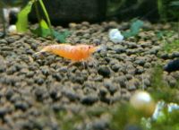 Bd freie Red Bolt Caridina Garnelen Taiwan Bees Garnele Niedersachsen - Celle Vorschau