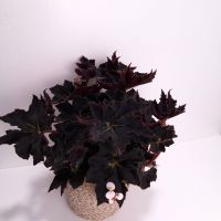 Begonia black fang Bayern - Kirchseeon Vorschau