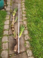 Yucca, vierstämmig zirka 130 cm , Freilandpflanze winterhart bis Rheinland-Pfalz - Traben-Trarbach Vorschau