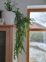 Glieder- Kaktus ohne Stacheln! Blüht Jan-Feb, Hängepflanze,gesund Niedersachsen - Cremlingen Vorschau