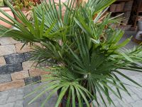 Trachycarpus 4-5 Stamm, Hanfpalme Multi Rheinland-Pfalz - Lingenfeld Vorschau