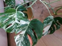 Monstera Deliciosa Variegata panaschirt Pflanze Blätter weiß grün Leipzig - Altlindenau Vorschau