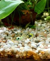 Endler Guppy Jungtiere ⭐⭐ Hessen - Homberg (Efze) Vorschau