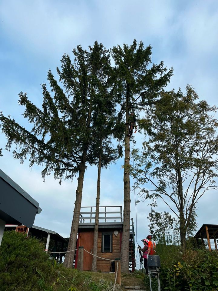 Fachgerechte Baumpflege, Baumfällungen, Baumkontrolle in Greifswald