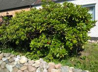 3 Rhododendren / Rhododendron Schleswig-Holstein - Neumünster Vorschau