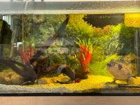 Aquarium KOMPLETT zu verkaufen Sachsen - Döbeln Vorschau