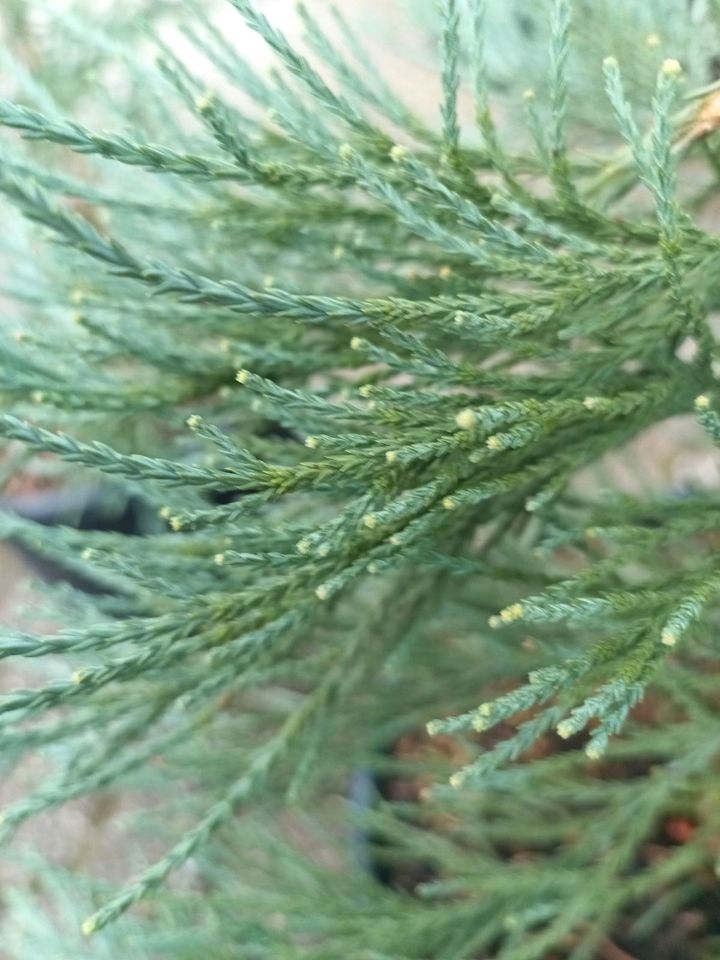 Mammutbaum Sequoiadendron giganteum 'Glaucum' verschiedene Größen in Simmerath