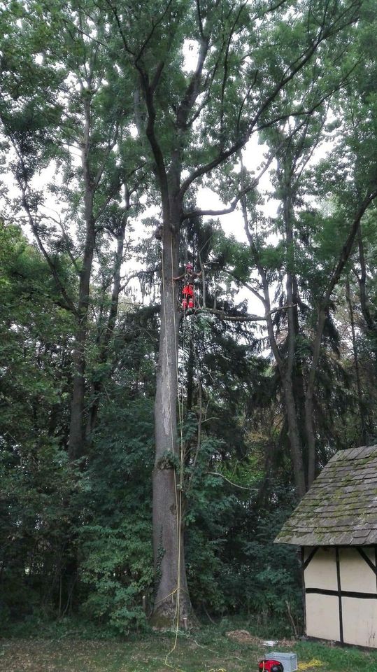 Wir klettern ihre Bäume, Kletterarbeiten, Baumpflege in Nieheim