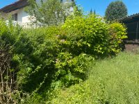 Garten Arbeiter für 6 Kleine Bäume entwurzeln Baden-Württemberg - Heilbronn Vorschau
