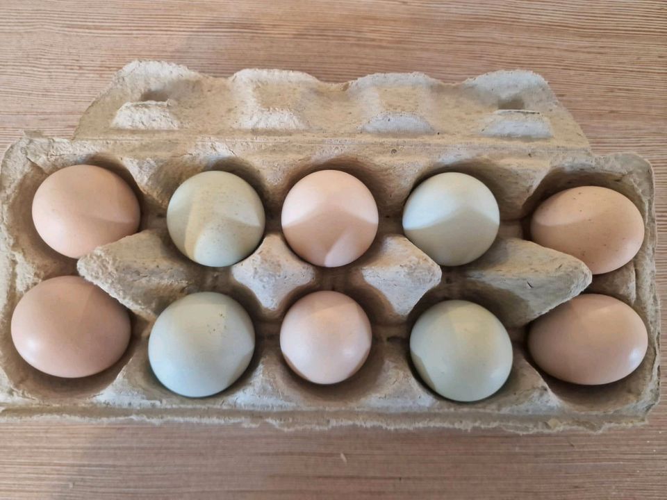 Hühner Eier Glucke Kunstbrut Zwergseidenhühner in Rastenberg