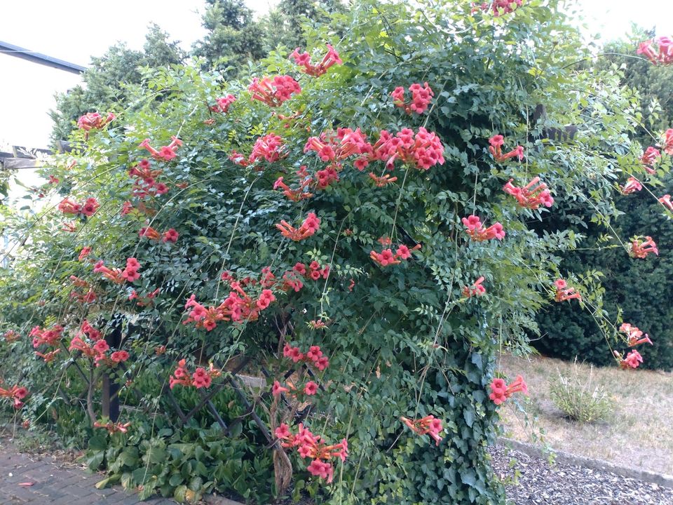 Klettertrompete Jasmintrompete Trompetenblume in Zeithain