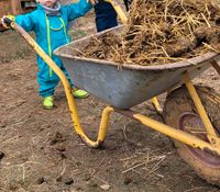 Pferdemist für Hochbeete, Dünger für den Garten Hessen - Bruchköbel Vorschau