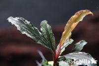 Bucephalandra Variegata White Baden-Württemberg - Haiterbach Vorschau