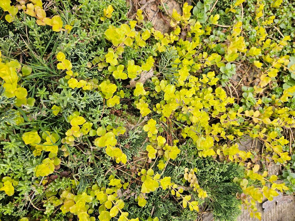 Gartenpflanzen Bodendecker Teichpflanzen in Berlin