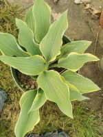 Hosta Funkien Fortunei Aureomarginata' Goldrand-Funkie Düsseldorf - Benrath Vorschau