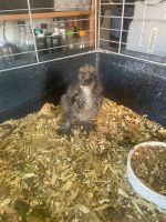 Seidenhühner: Zwei Seidenküken abzugeben 2,5 Wochen alt… Niedersachsen - Bovenden Vorschau