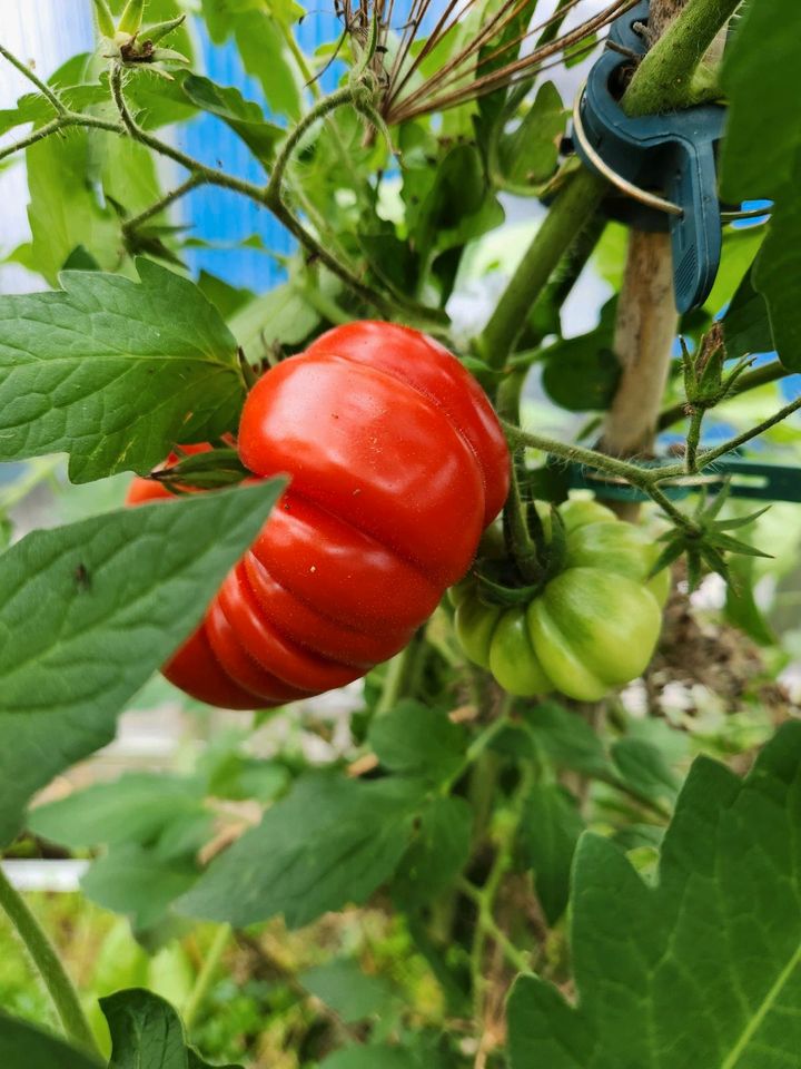 Tomate Costoluto Genovese in Haimhausen