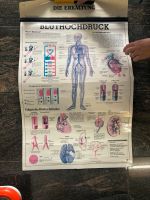 Anatomie Flip Chart Plakate 14 Stück Bayern - Diedorf Vorschau