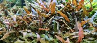 Cryptocoryne für 1 € Hannover - Bothfeld-Vahrenheide Vorschau