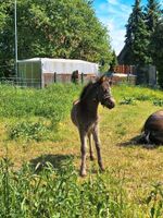 Socke sucht ein liebe volles Zuhause ab Oktober Sachsen-Anhalt - Südharz Vorschau