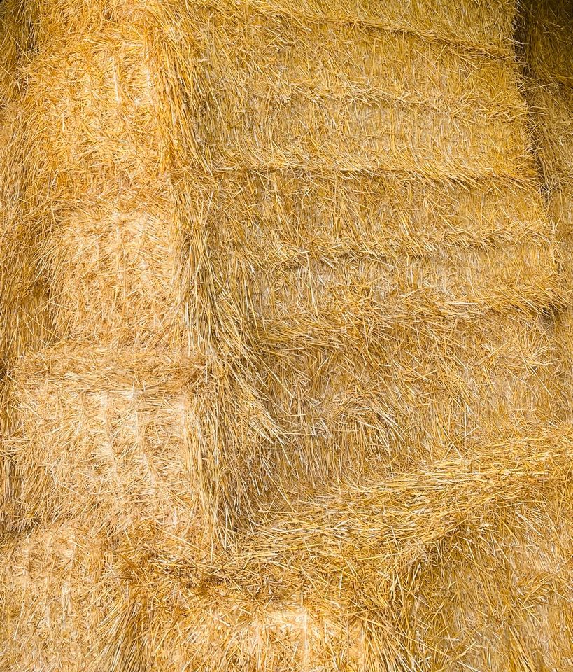 Stroh Strohballen Quadrantballen Weizen Triticale in Wollmerath
