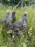 Blausperber|Blausperber Hühner|Geflügelverkauf|Junghennen Hessen - Korbach Vorschau