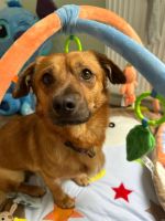 Herzenshund Zany sucht ein Zuhause Bayern - Sinzing Vorschau