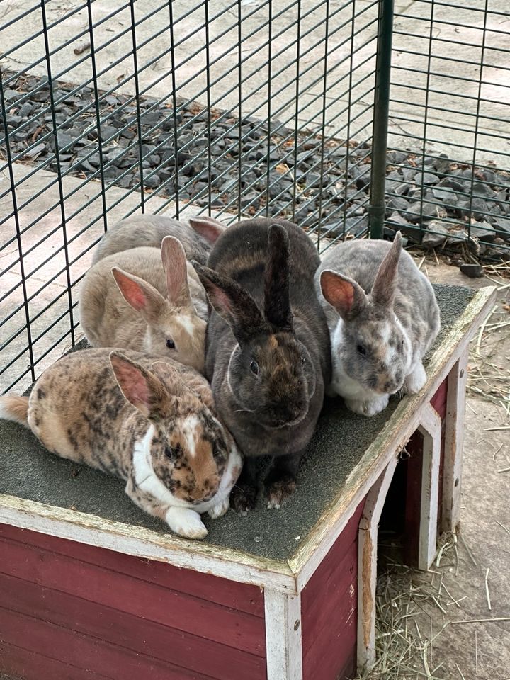 Kaninchen Kleinrex Häsin in Ottobrunn