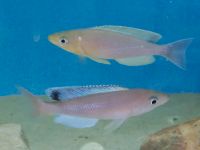 Xx Sommerangebot xx Cyprichromis leptosoma kabogo  Gruppe Niedersachsen - Velpke Vorschau