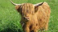 Zuchttiere schottisches Hochlandrind / Highland Cattle Niedersachsen - Bruchhausen-Vilsen Vorschau